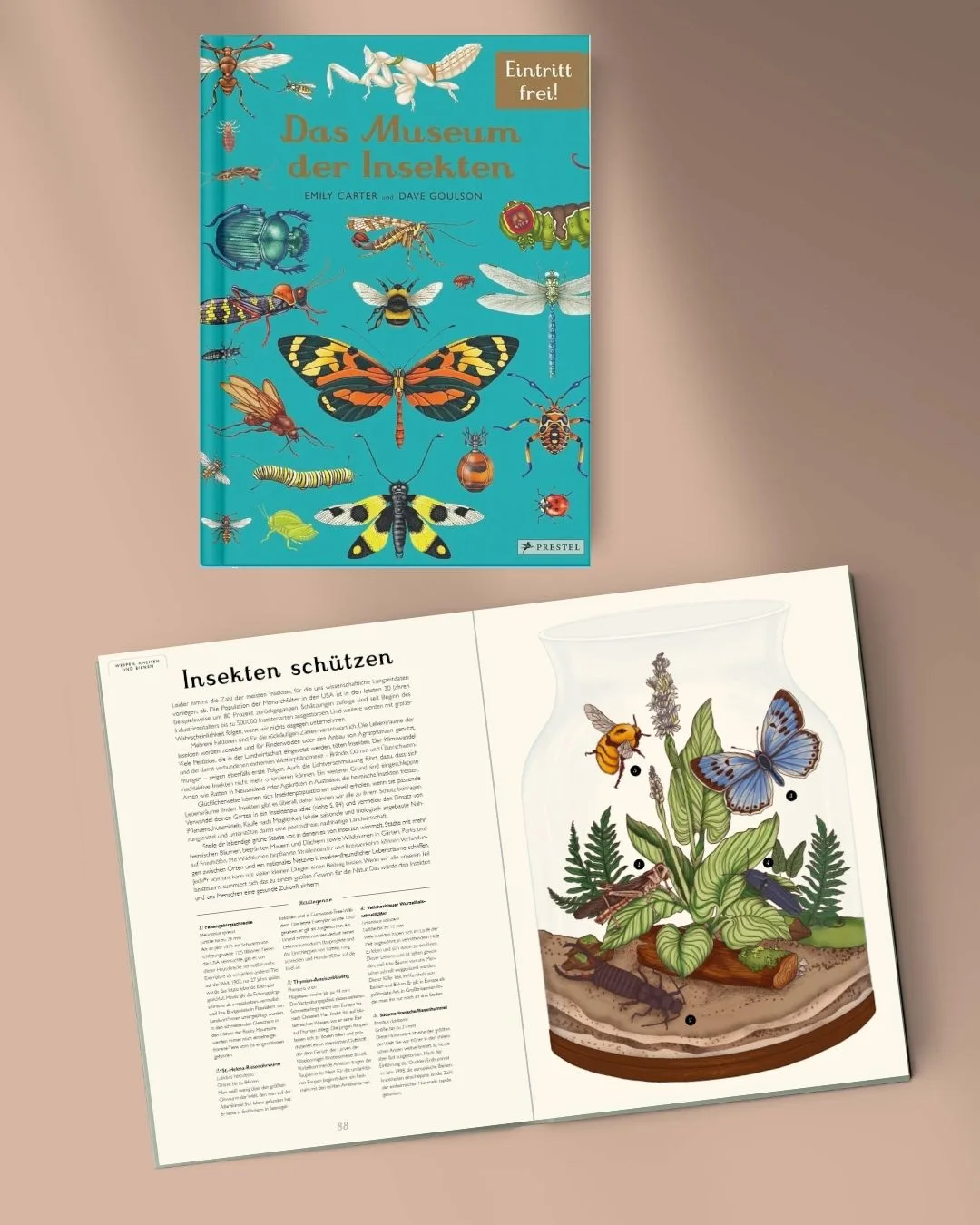 Bilderbuch Das Museum der Insekten